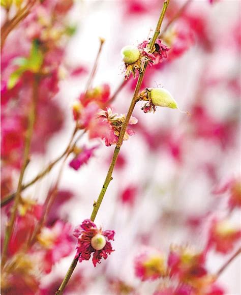 桃花結果寓意